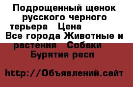 Подрощенный щенок русского черного терьера › Цена ­ 35 000 - Все города Животные и растения » Собаки   . Бурятия респ.